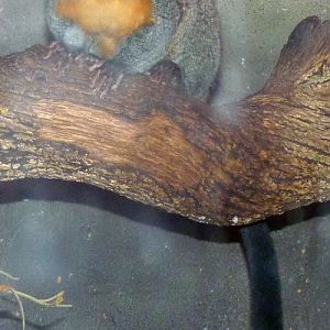 UNKNOWN night monkey, please ID!!!! (22-7-17 Faunia)