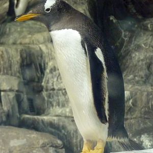 Pygoscelis Papua 3 (22-7-17 Faunia)