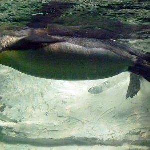 Aptenodytes Patagonicus 2 (22-7-17 Faunia)