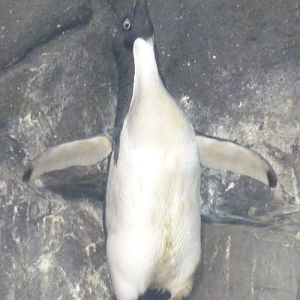 Pygoscelis Adeliae 1 (22-7-17 Faunia)