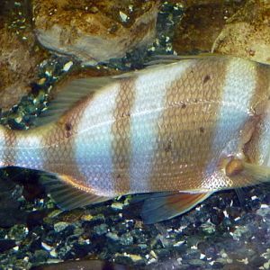 Diplodus Cervinus 2 (22-7-17 Faunia)