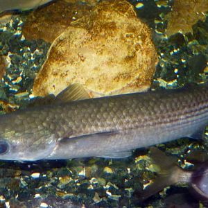 UNKNOWN Mugilidae, please help ID!!! (22-7-17 Faunia)