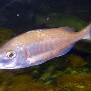 UNKNOWN Pagellus sp? please help ID!!! (22-7-17 Faunia)