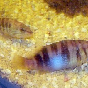 Serranus Scriba (22-7-17 Faunia)