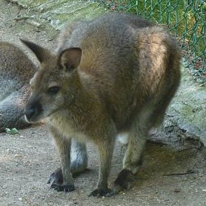 Macropus Rufogriseus 2 (22-7-17 Faunia)