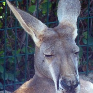 Macropus Rufus Portrait (22-7-17 Faunia)