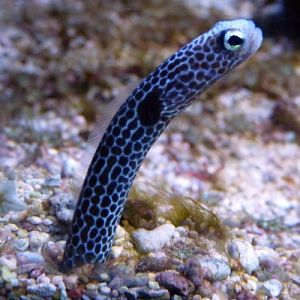 Heteroconger Hassi (22-7-17 Faunia)