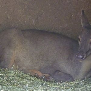 Mazama Gouazoubira (22-7-17 Faunia)