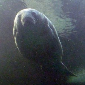 Trichechus Manatus 2 (22-7-17 Faunia)