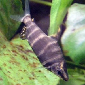 Abramites Hypselonotus 2 (22-7-17 Faunia)