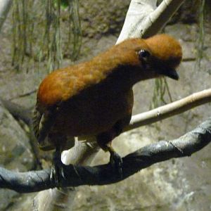 Rupicola Peruviana Female (22-7-17 Faunia)
