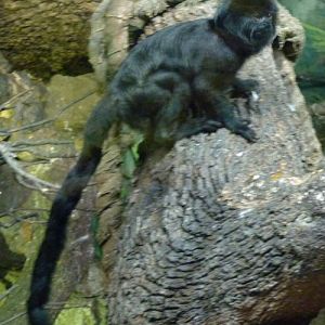 Callimico Goeldii 3 (22-7-17 Faunia)