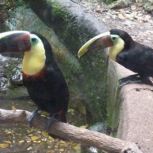 Ramphastos Ambiguus Swainsonii (22-7-17 Faunia)