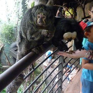 Pithecia Pithecia 2 (22-7-17 Faunia)