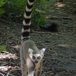 Lemur Catta 2 (22-7-17 Faunia)