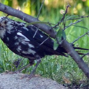 Turdus Merula Leucistic (22-7-17 Faunia)