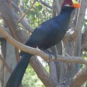 Musophaga Violacea (22-7-17 Faunia)