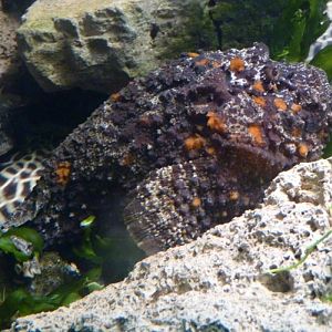 Synanceja Verrucosa (22-7-17 Faunia)