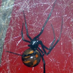 Latrodectus Mactans (22-7-17 Faunia)