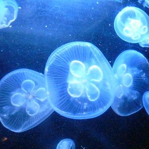 Aurelia Aurita 1 (22-7-17 Faunia)