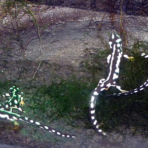 Neurergus Kaiseri 3 (22-7-17 Faunia)