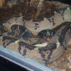 Lachesis Stenophrys (22-7-17 Faunia)