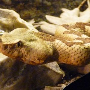 Vipera Ammodytes 2 (22-7-17 Faunia)