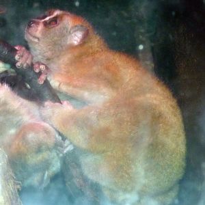 Nycticebus Pygmaeus 2 (22-7-17 Faunia)