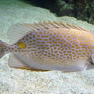 Siganus Guttatus (22-7-17 Faunia)