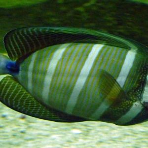 Zebrasoma Veliferum 2 (22-7-17 Faunia)