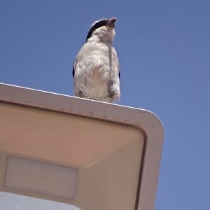 Issen - Southern grey shrike