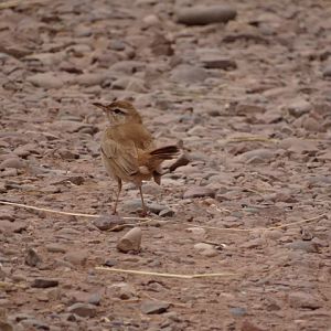 Issen - Rufous-tailed scrub-robin