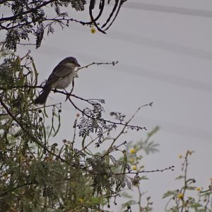 Issen - (Juvenile) Woodchat shrike