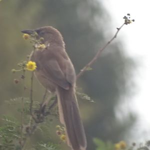 Issen - Fulvous babbler