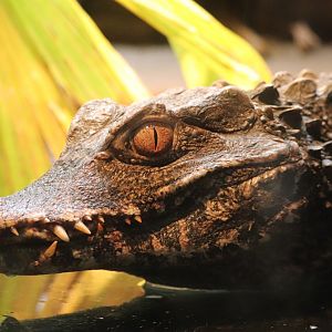 Holden Reptile Conservation Center - Dwarf Caiman