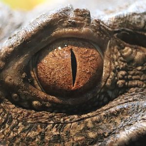 Holden Reptile Conservation Center - Dwarf Caiman