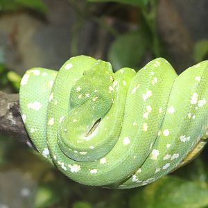 Holden Reptile Conservation Center - Green Tree Python
