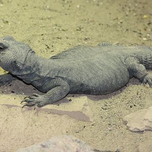 Holden Reptile Conservation Center - Mastigure Uromastyx