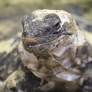 Holden Reptile Conservation Center - San Esteban Island Chuckwalla