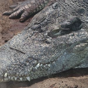 Holden Reptile Conservation Center - Siamese Crocodile