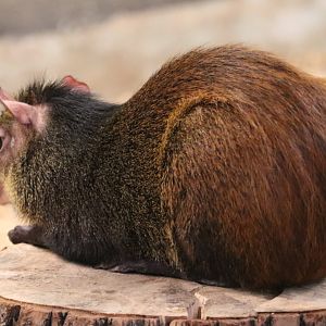 The RainForest - Agouti