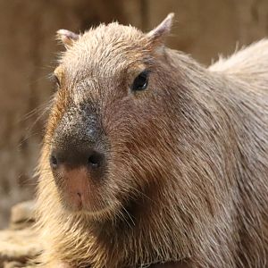 The RainForest - Capybara
