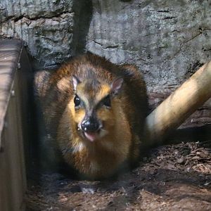 The RainForest - Malayan Chevrotain