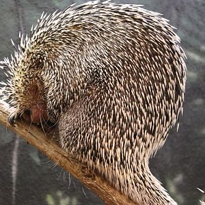 The RainForest - Prehensile-Tailed Porcupine
