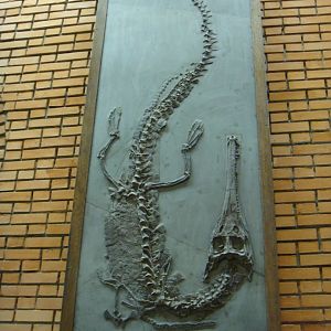 Steneosaurus bollensis