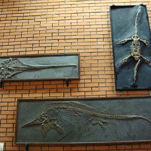 Marine reptiles