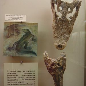 "Mesosuchia" exhibition