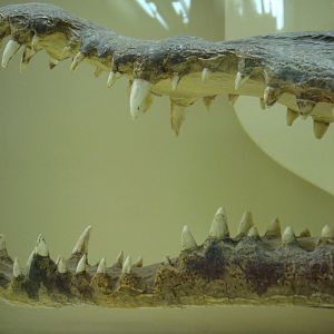 American crocodile jaws