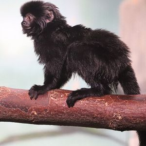 The RainForest - Goeldi's Monkey