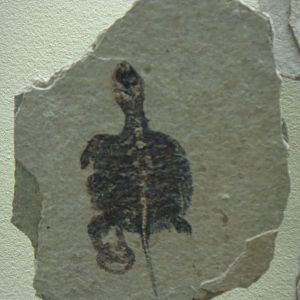 Juvenile Jurassic turtle